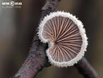klanolístka obecná (Schizophyllum commune)