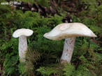klouzek bílý (Suillus placidus)