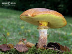 klouzek sličný (Suillus grevillei)