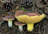 klouzek žíhaný (Suillus collinitus)