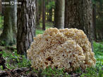 kotrč kadeřavý (Sparassis crispa)