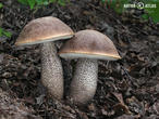 kozák topolový (Leccinum duriusculum)