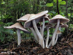 křehutka Candolleova (Psathyrella candolleana)