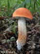 křemenáč krvavý (dubový) (Leccinum aurantiacum)