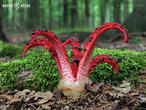 květnatec Archerův (Clathrus archeri)