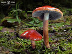 límcovka oranžová (Leratiomyces ceres)