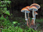 límcovka šupinatá plavá (Leratiomyces squamosus var. thraustus)