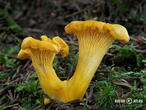 liška obecná (Cantharellus cibarius)