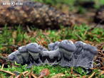 lošáček černý (Phellodon niger)