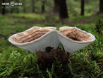 lošáček číškovitý (Phellodon tomentosus)
