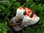 lošákovec palčivý (Hydnellum peckii)
