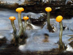 míhavka vodní (Vibrissea truncorum)