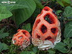 mřížovka červená (Clathrus ruber)