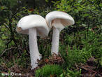 muchomůrka jízlivá (Amanita virosa)