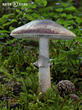 muchomůrka porfýrová (Amanita porphyria)