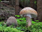 muchomůrka růžovka (Amanita rubescens)
