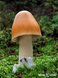 muchomůrka šafránová (Amanita crocea)