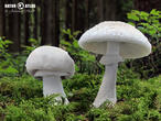 muchomůrka šedivka bílá (Amanita excelsa f. alba)