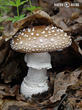 muchomůrka tygrovaná (Amanita pantherina)