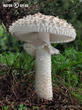 muchomůrka Vittadiniho (Amanita vittadinii)