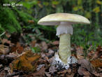 muchomůrka zelená (Amanita phalloides)