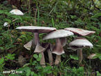pečárka zápašná (Agaricus xanthoderma)