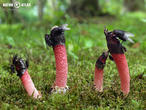 psivka Ravenelova (Mutinus ravenelii)