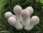 pýchavka hruškovitá (Lycoperdon pyriforme)