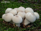 pýchavka obecná (Lycoperdon perlatum)