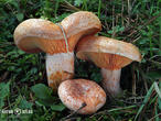 ryzec pravý (borový) (Lactarius deliciosus)