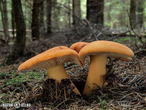 ryzec syrovinka (Lactarius volemus)