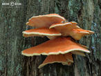 sírovec horský (Laetiporus montanus)