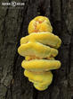 sírovec žlutooranžový (Laetiporus sulphureus)