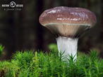 slizák mazlavý (Gomphidius glutinosus)