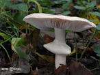 slizobedla slzivá (Limacella guttata)