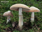 sluka svraskalá (Cortinarius caperatus)