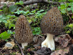 smrž kuželovitý (Morchella conica)