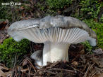 šťavnatka březnovka (Hygrophorus marzuolus)