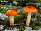 šťavnatka zlatá (Hygrophorus hypothejus var. aureus)