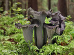 stroček trubkovitý (Craterellus cornucopioides)