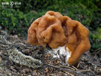 ucháč obrovský (Gyromitra gigas)