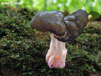 ucháčovec šumavský (Pseudorhizina sphaerospora)