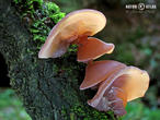 ucho Jidášovo (Auricularia auricula-judae)