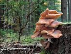 václavka smrková (Armillaria ostoyae)