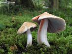 vláknice začervenalá (Inocybe erubescens)