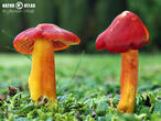 voskovka nádherná (Hygrocybe splendidissima)
