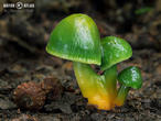 voskovka papouščí (Gliophorus psittacinus)