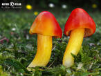 voskovka skvostná (Hygrocybe aurantiosplendens)