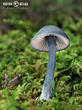 závojenka lesklá (Entocybe nitidum)