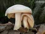 závojenka olovová (Entoloma sinuatum)